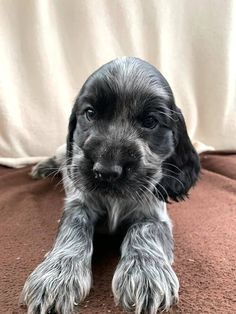 a black and white puppy sitting on top of a brown couch next to a blanket