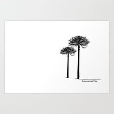 three tall trees with the words anasaculaia chile written on them in black ink