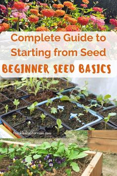 the complete guide to starting from seed beginner seed basics by growing plants in containers