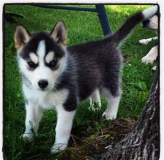 two puppies standing next to each other in the grass near a tree and fence