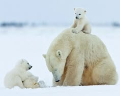 an adult polar bear with two cubs on top of it's back in the snow