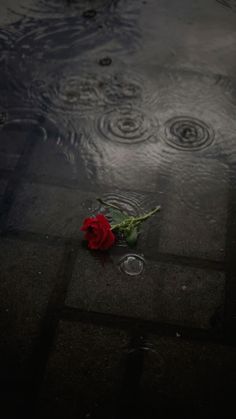 a single red rose sitting on the ground next to some raindrops and water