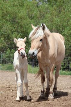 two horses standing next to each other on a dirt field with trees in the background