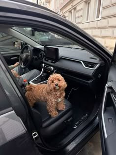 a dog sitting in the driver's seat of a car