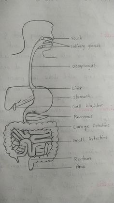 diagram of the human body and its major structures on paper with handwritten text in english