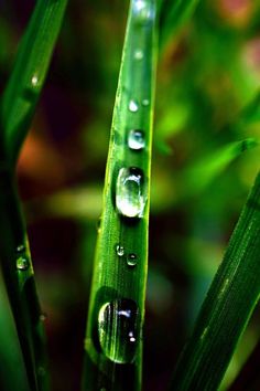 water droplets are on the green blades of grass