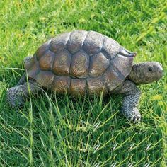 a small turtle is walking through the grass