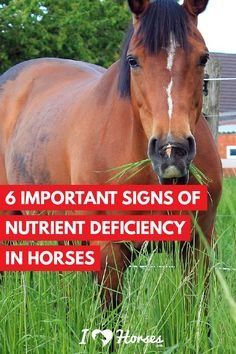 a brown horse standing on top of a lush green field next to a red sign