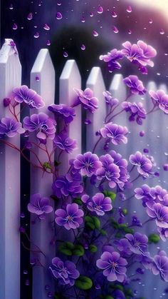 purple flowers are growing on the side of a white picket fence with water drops falling off it