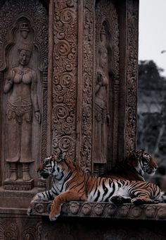 two tigers laying on top of a stone structure next to a tall statue with a buddha in the background