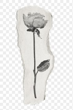 a drawing of a rose on a piece of torn paper with the image of a flower