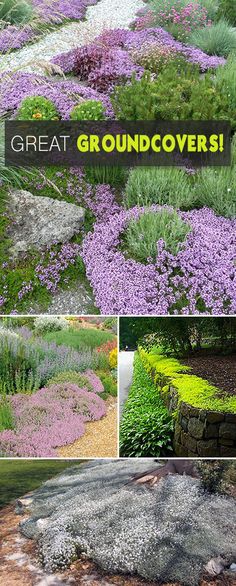 various pictures of different plants and flowers in the garden with text that reads great groundcovers