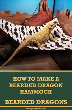 how to make a bearded dragon hammock