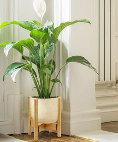 a potted plant sitting on top of a wooden stand