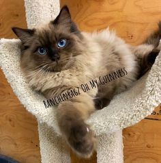 a cat laying on top of a scratching post with the caption'i can change my guinness '