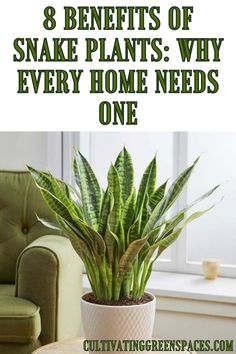 a potted plant with the words 8 benefits of snake plants why every home needs one