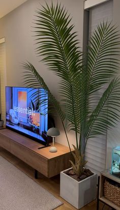 a living room with a plant and television