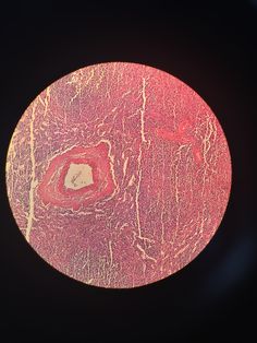 the structure of an animal's stomach is shown in red and yellow, as well as other structures