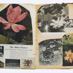 an open book with pictures of flowers and plants in it's pages, including leaves