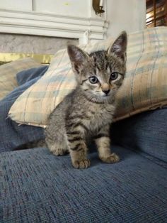 a small kitten sitting on top of a blue couch