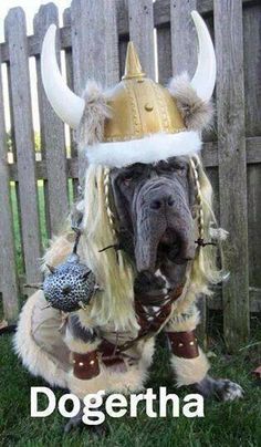 a dog dressed up as a viking