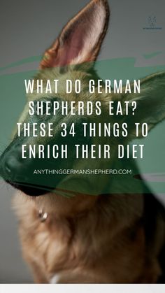 a german shepherd dog with the caption what do german shepherds eat? these 3 things to enrich their diet