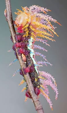 A royal moth caterpillar Saturniidae Moth, Cool Insects, Cool Bugs, High Fantasy, Nature Animals