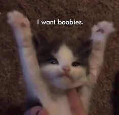 U Good?, Cat Good Night, Random Cat, Anime Quotes Inspirational, Funny Reaction Pictures