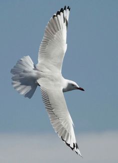 a large white bird flying in the sky