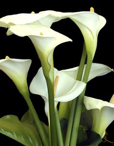 white flowers with green stems in a vase