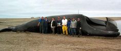 a group of people standing next to a large whale