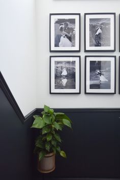 black and white photographs hang on the wall next to a potted plant in a corner