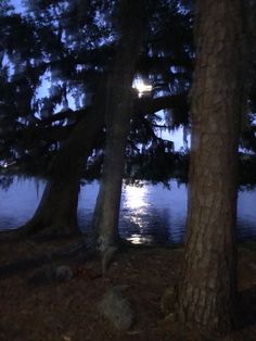 the moon is shining through the trees by the water