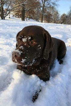 a brown dog is laying in the snow