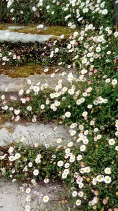 white flowers growing on the side of some steps