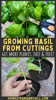 growing basil from cuttings get more plants fast and free