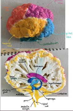 the parts of an animal's brain are labeled in three different colors and sizes