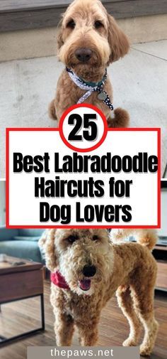 two dogs with the title 25 best labradodle haircuts for dog lovers