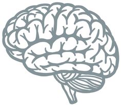 the human brain is shown in grey and white