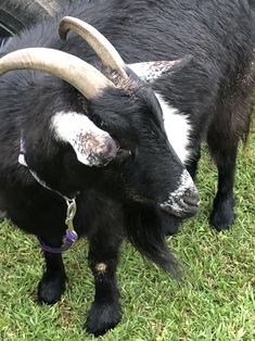 a black goat with large horns standing in the grass next to a car and looking at the camera