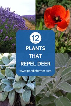 plants that repel deer in the garden