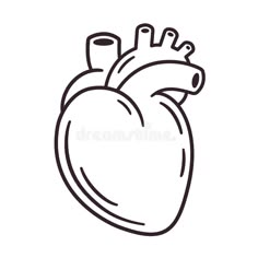 a black and white drawing of a heart on a white background royalty image stock illustration