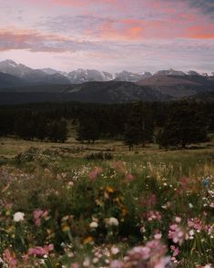 a field full of wildflowers and trees with mountains in the background at sunset