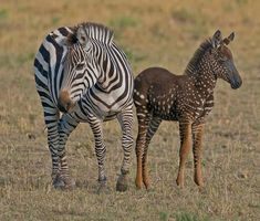 two zebras standing next to each other on a dry grass field