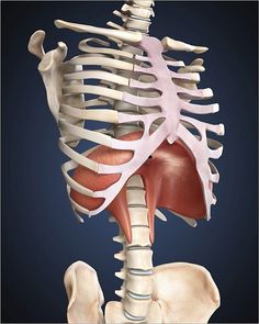 the human skeleton is shown with muscles highlighted