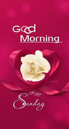 a pink background with a white rose and the words good morning on it's side