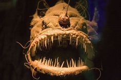 a close up of a fish with its mouth open and teeth wide open in the dark