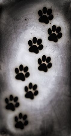 an animal paw prints on the side of a metal bowl in black and white colors