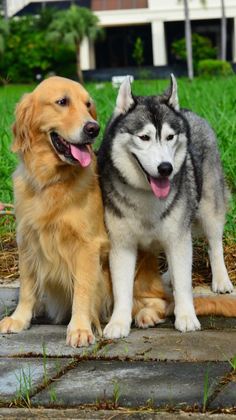 two dogs sitting next to each other on the ground in front of some grass and bushes