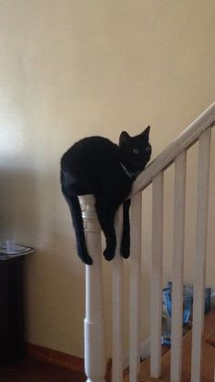 a black cat sitting on top of a white banister